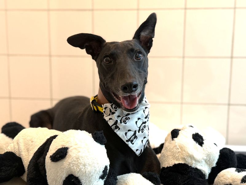 Perez | Lurcher
