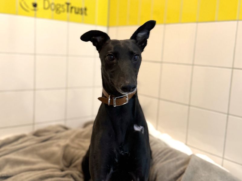 Perez | Lurcher
