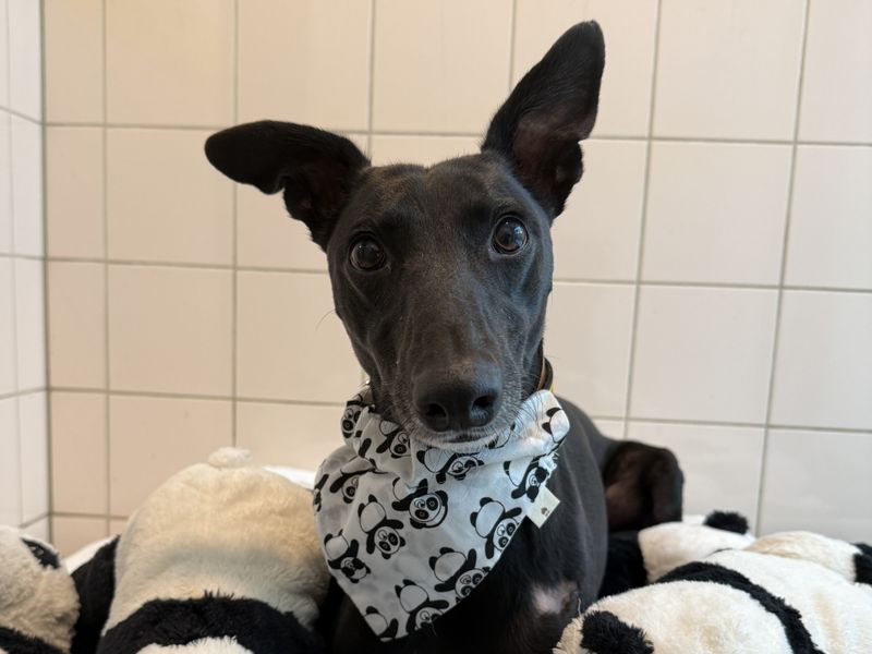 Perez | Lurcher