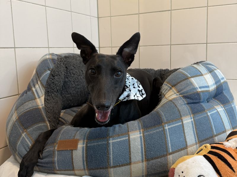 Perez | Lurcher