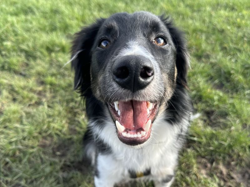 Nick | Collie (Border)