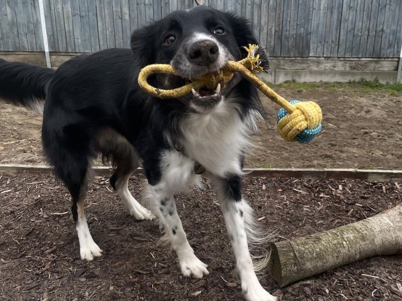 Nick | Collie (Border)