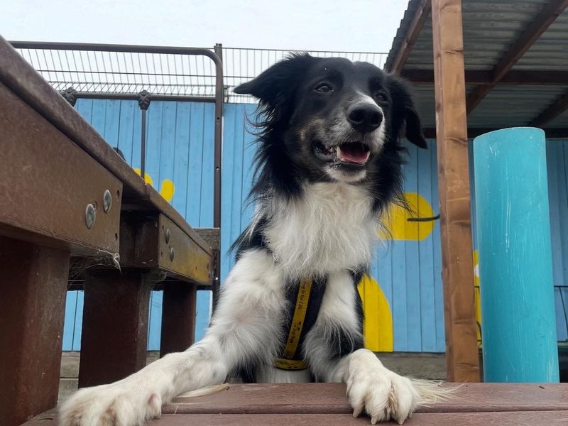 Nick | Collie (Border)