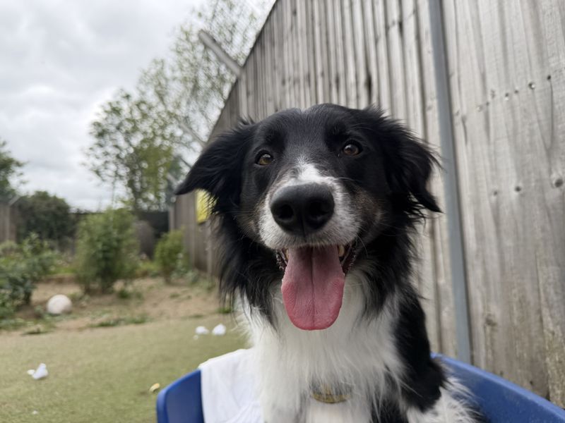 Nick | Collie (Border)