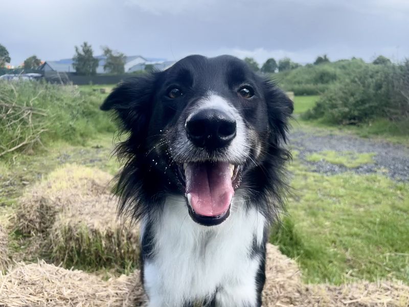 Nick | Collie (Border)