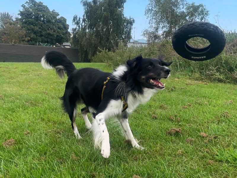 Nick | Collie (Border)