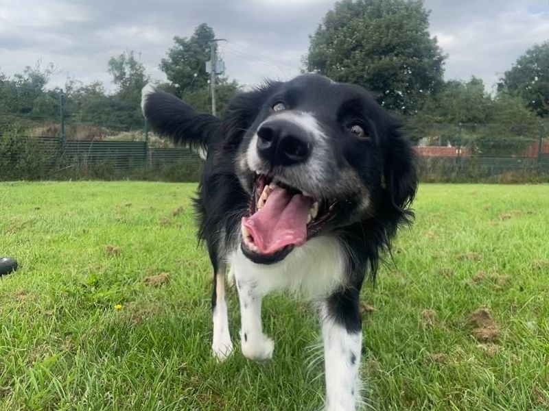Nick | Collie (Border)