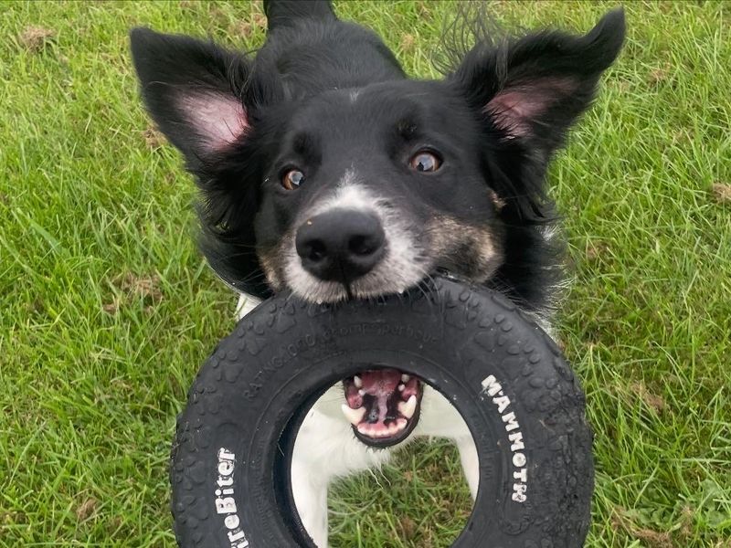 Nick | Collie (Border)