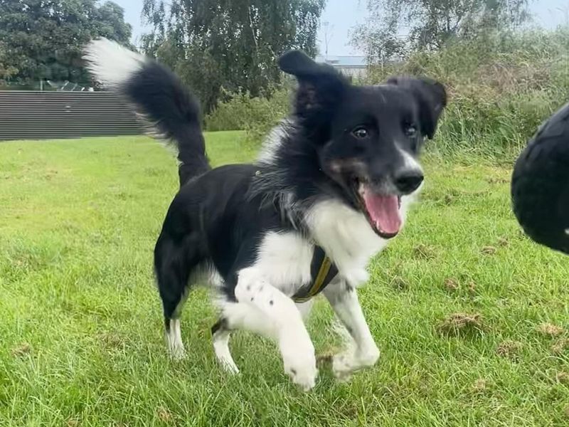 Nick | Collie (Border)