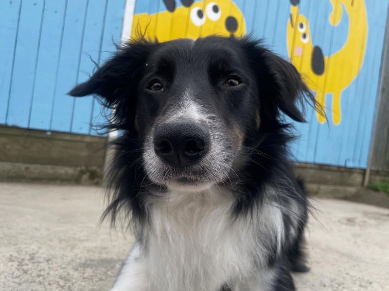 Nick | Collie (Border)