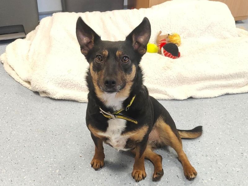 Belinda | Crossbreed