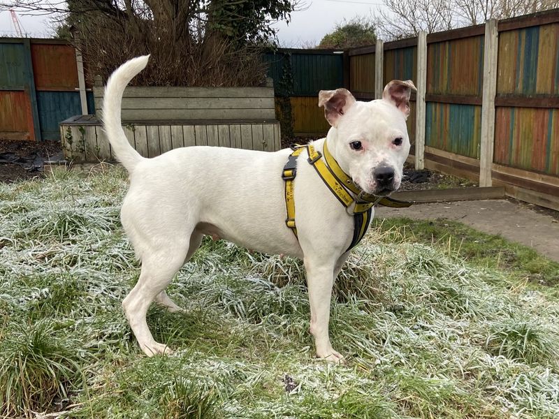 Deirdre | Terrier (Staffordshire Bull)