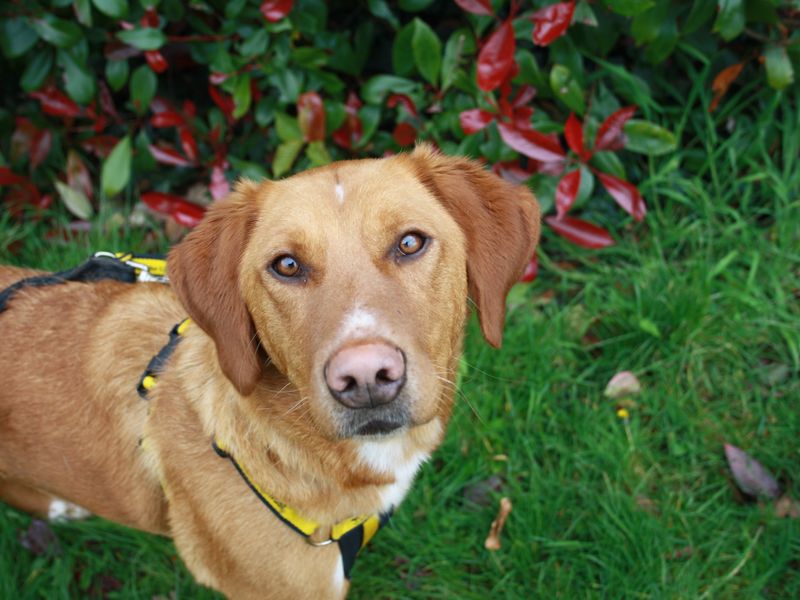 Allie | Retriever (labrador)