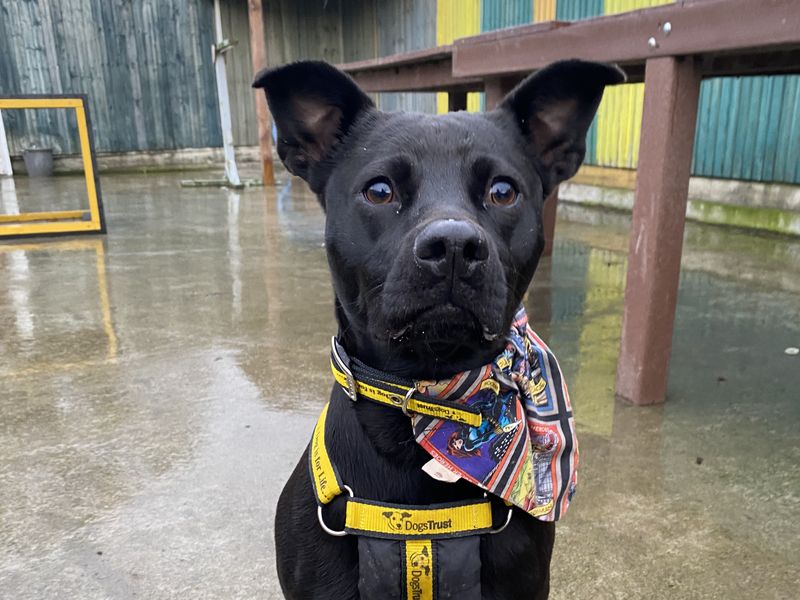 Cypher | Terrier (Fox Wire)