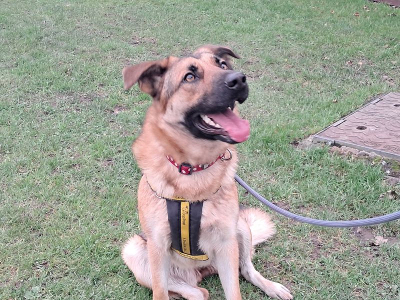 Ruby | German Shepherd Dog