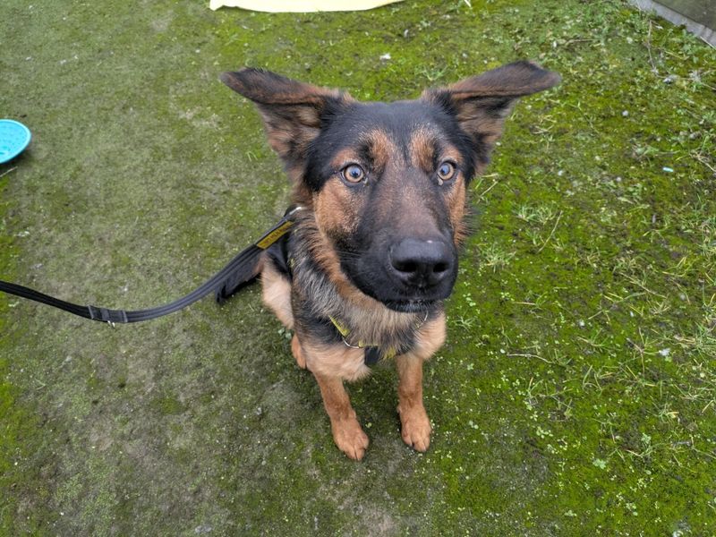 Klaus | German Shepherd Dog