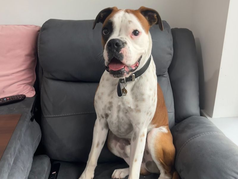 Bob | Boxer
