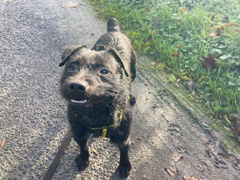 Wizard | Terrier (Patterdale)