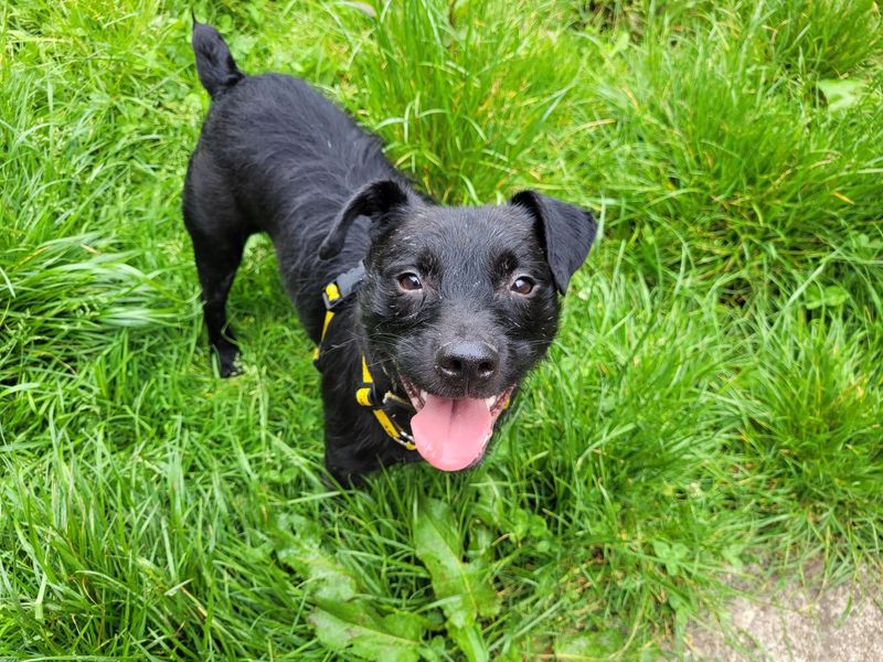 Wizard | Terrier (Patterdale)