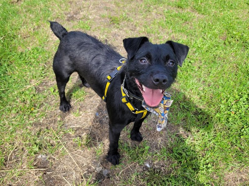 Wizard | Terrier (Patterdale)