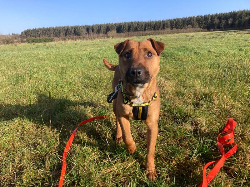 Dalton | Crossbreed