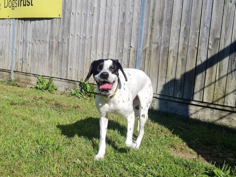 Nieve | Spaniel (English Springer)