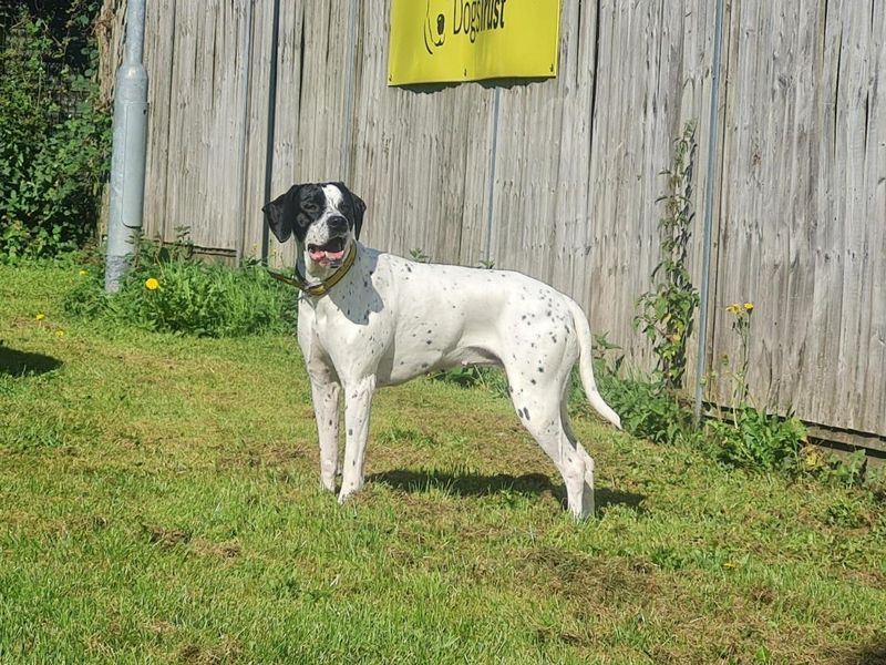 Nieve | Spaniel (English Springer)