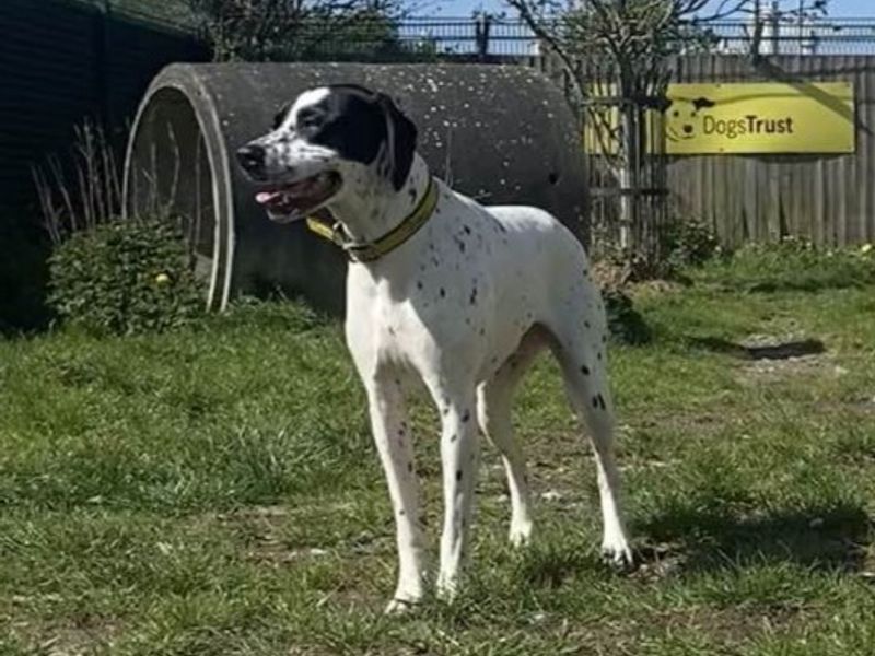Nieve | Spaniel (English Springer)