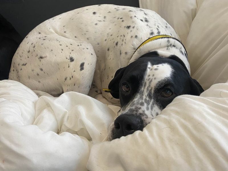 Nieve | Spaniel (English Springer)