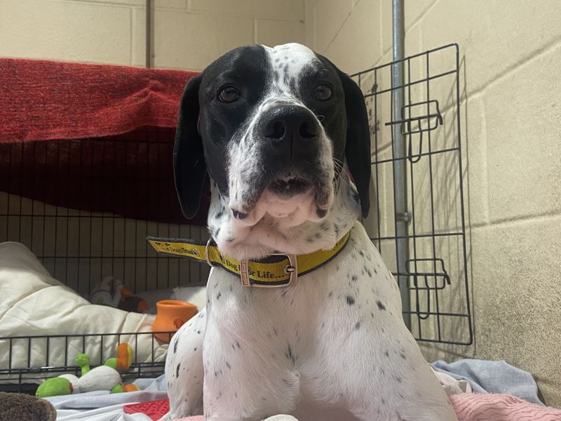 Nieve | Spaniel (English Springer)