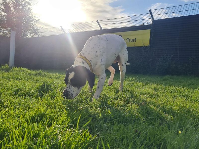 Nieve | Spaniel (English Springer)