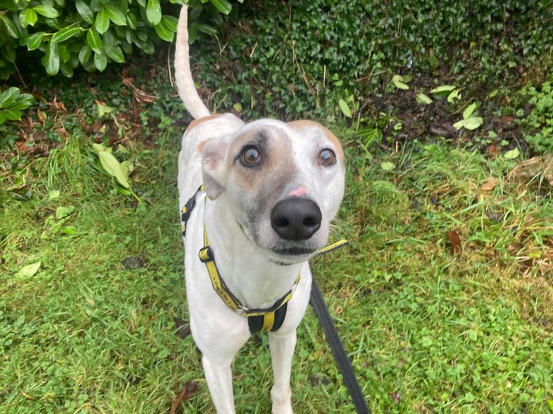 Fiyero | Greyhound