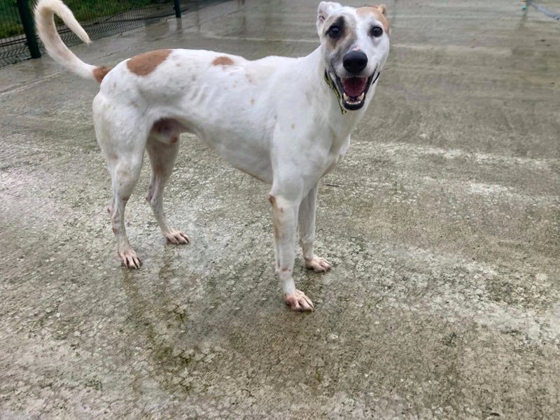Fiyero | Greyhound
