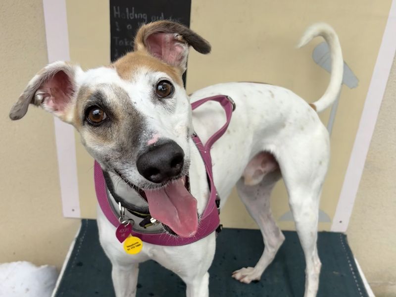 Fiyero | Greyhound