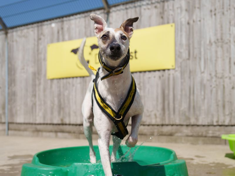 Fiyero | Greyhound