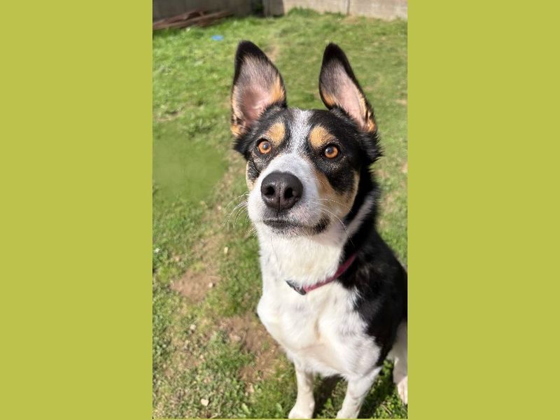 Bella | Collie (Border)