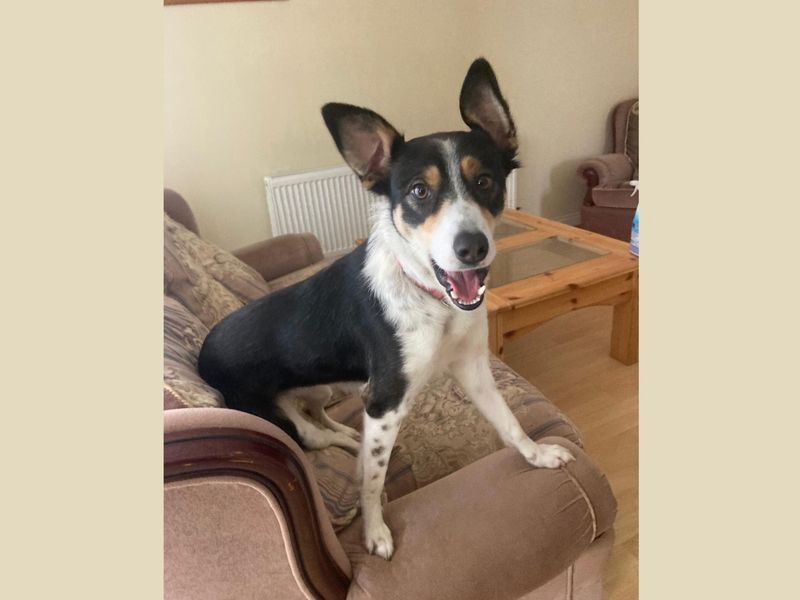 Bella | Collie (Border)