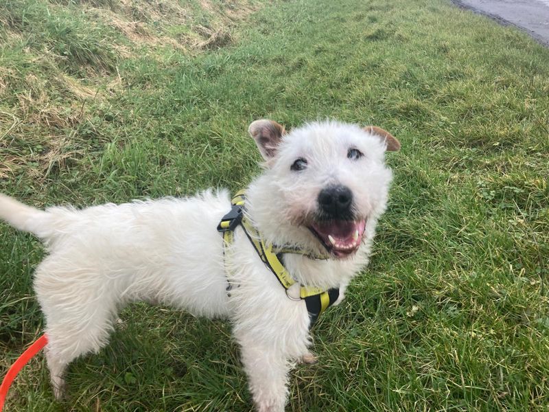 Grissom | Terrier (Patterdale)