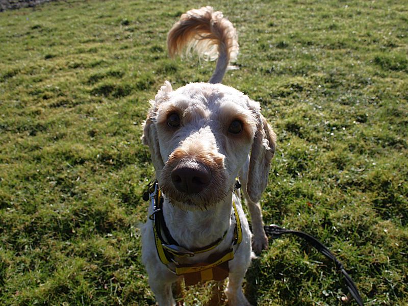 Colleen | Spaniel (Cocker)