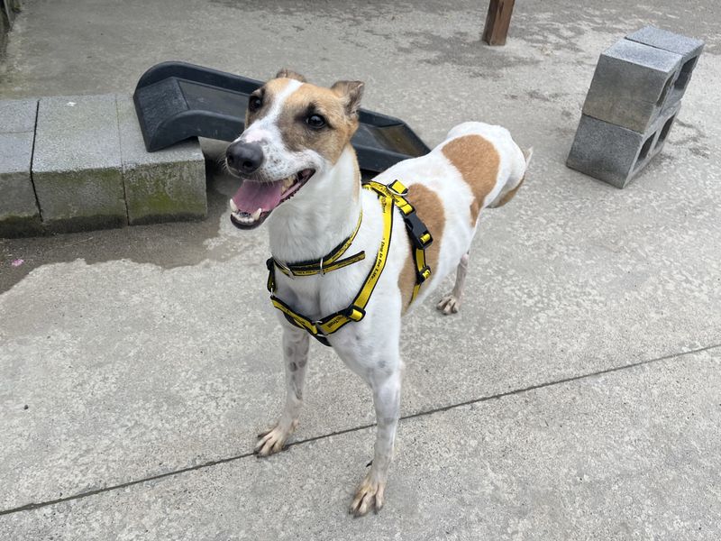 Donnacha | Lurcher