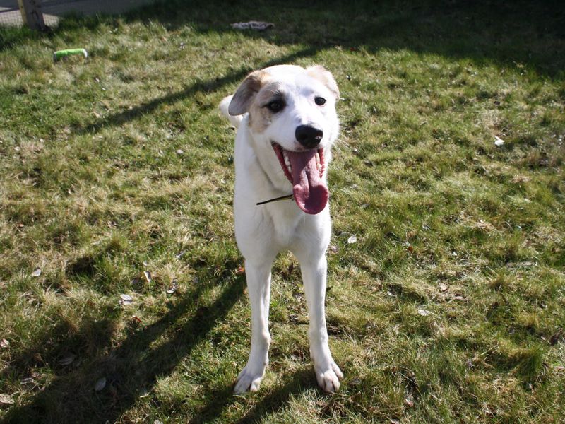 Faolan | Lurcher