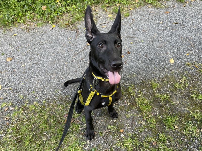 Nemo | Crossbreed