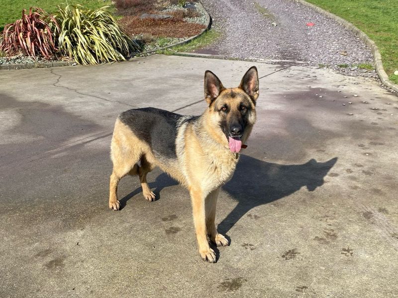 Milo | German Shepherd Dog