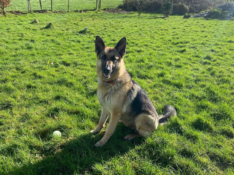 Milo | German Shepherd Dog