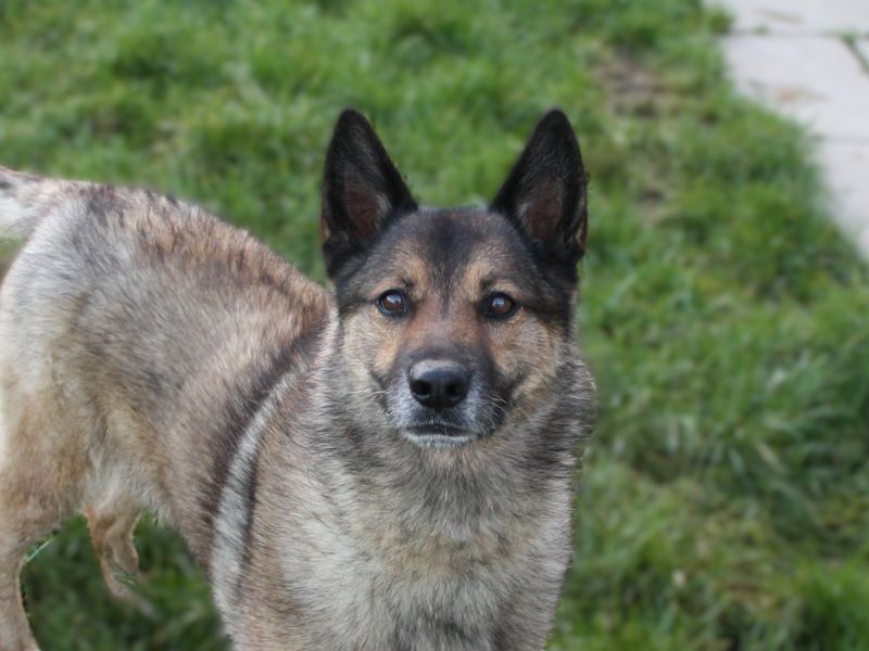 Rosita | Belgian Shepherd Dog (Malinois)