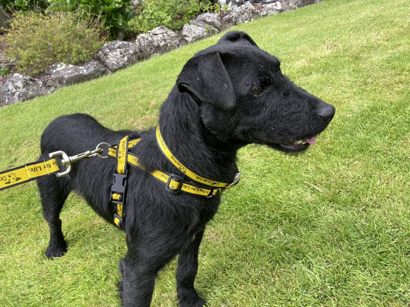 Ned | Terrier (Patterdale)