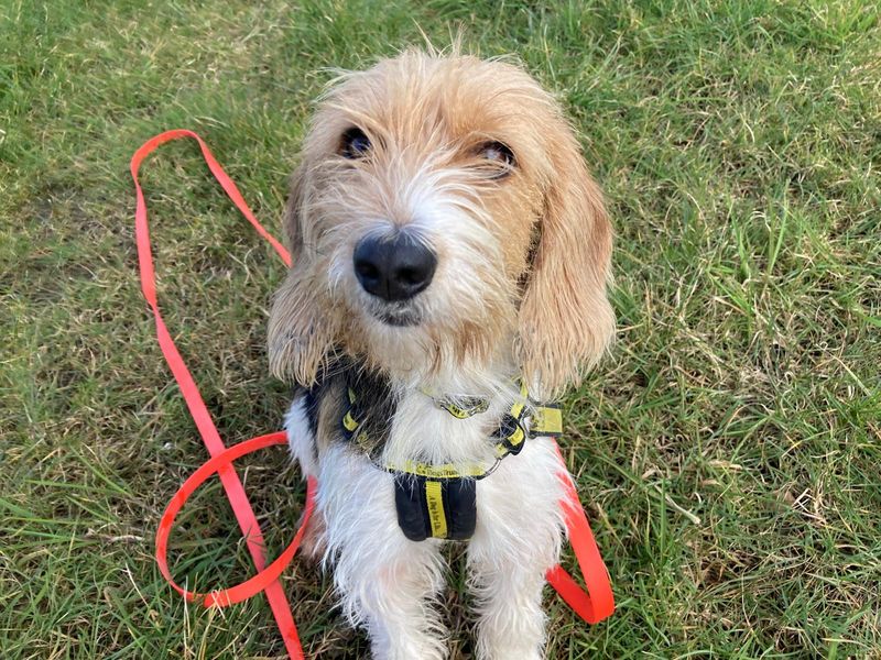 Selfie | Basset Griffon Vendeen (Petit)