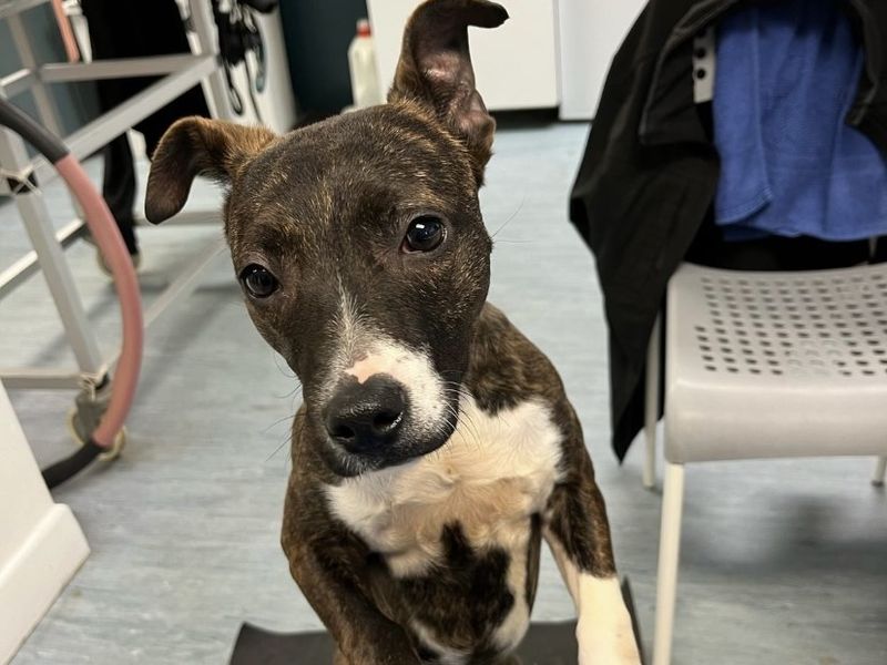 Margie | Terrier (Staffordshire Bull)