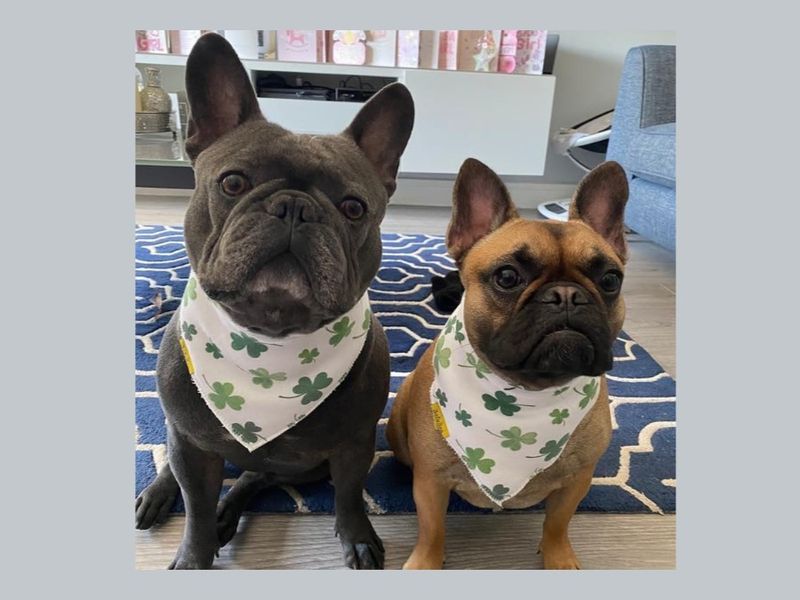 Roxette | French Bulldog
