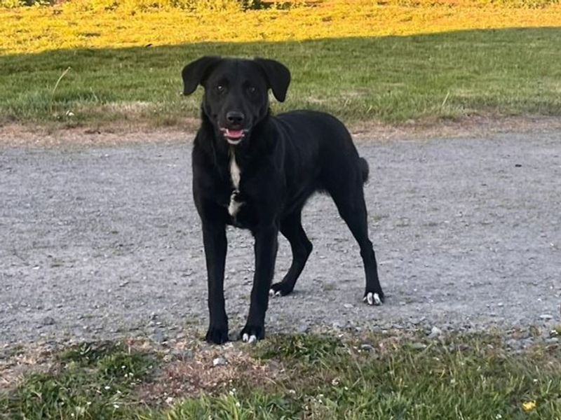 Madeline | Retriever (labrador)